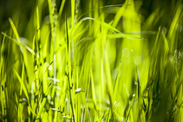 Green grass in morning sun light