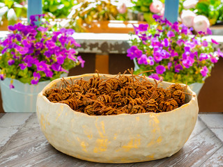 Erle Zapfen Baum Naturprodukt Ernten Samen Saat Schale Deco