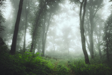 rainy weather in misty green woods
