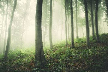 green foggy woods