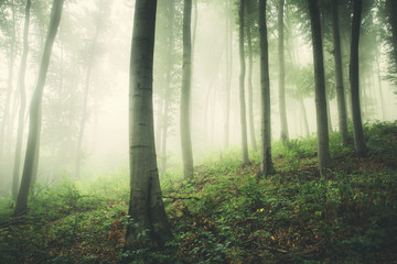 Obraz premium green foggy woods