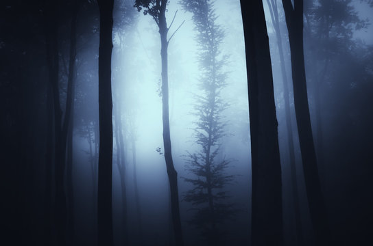 forest at night, dark fantasy scene
