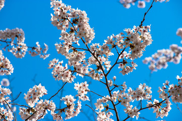 Cherry blossoms in spring day, Japan