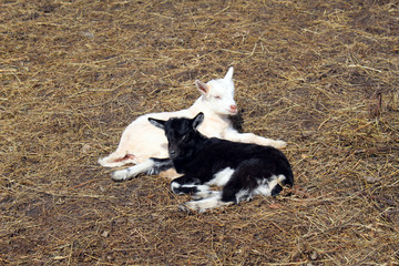 Kids goat resting