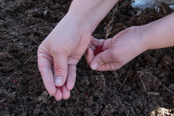 Young peasant woman planting seeds of carrots, radishes and beets in a warm black earth. Warm spring sunny day is good time for planting. Social assistance to farmers. Close-up view hands
