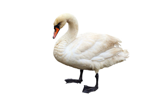 Swan isolated on white