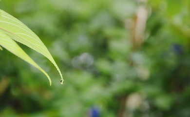 Fototapeta na wymiar water drop from leaf in garden on rainy day