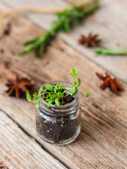 Spices and herbs. Variety of spices and herbs on a wooden surface