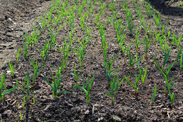 Green garlic sprouts in vegetable garden