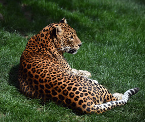 leopardo