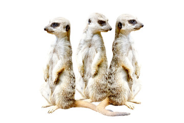 Three meerkats, standing together on hind legs, isolated on a white background