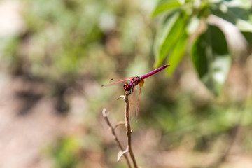 Violet drop wing dragonfly (Trithemis annulata) closeup in Nizwa, Oman
