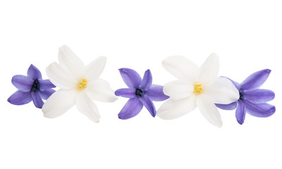 Fototapeta na wymiar hyacinth flower isolated