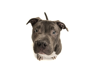 Funny american bully puppy with blue eyes looking up seen on a white background