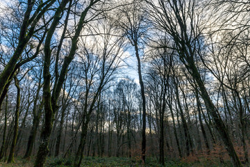 Fototapeta premium Des arbres dans une forêt française, pointant vers un ciel bleu avec quelques nuages