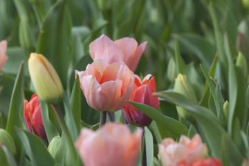 Naklejka premium Fiore, Tulipani Tulipano