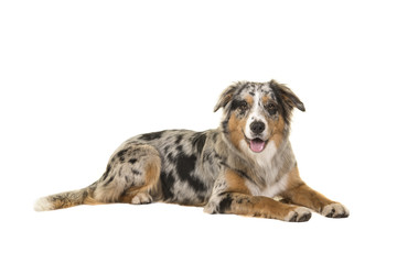 Pretty lying down blue merle australian shepherd dog looking at the camera isolated on a white background