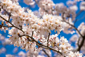 Cherry blossoms in spring day, Japan