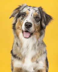 Portrait of a pretty australian shepherd dog on a yellow backgroundblue