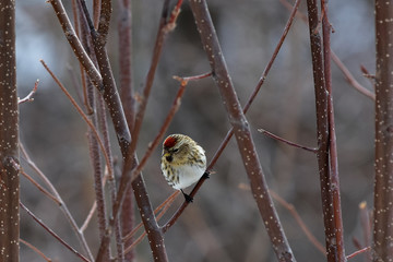 Common Redpoll (Acanthis flammea)