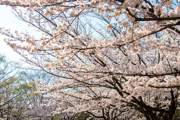 Cherry blossoms in spring day, Japan