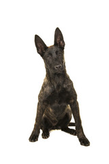 Pretty young dutch shepherd dog sitting looking at the camera isolated on a white background