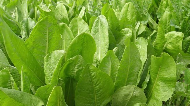 Fresh salad grows in the vegetable garden