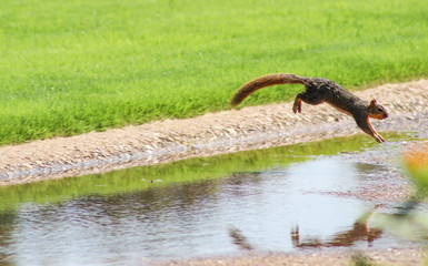 Squirrel in motion - squirrel jumping over a ditch in a park - caught in mid air