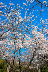 Cherry blossoms in spring day, Japan
