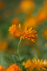 Calendula flower on blurred background. Medicinal plant in the garden.