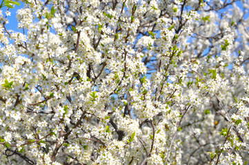Fruit trees blooming in early spring