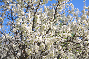 Fruit trees blooming in early spring