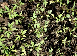 Small sprouts of young peppers or tomatoes, grown in a greenhouse.