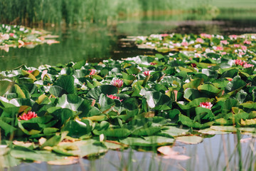 lot of water lilies red flowers center lake