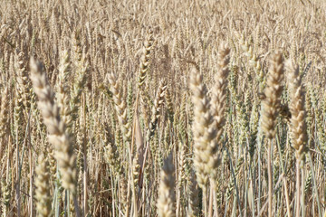 Fototapeta premium Kornfeld