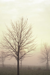 Der sehr früher Vogel