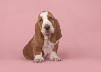 Cute red and white basset hound puppy sitting on a pink background seen from the side