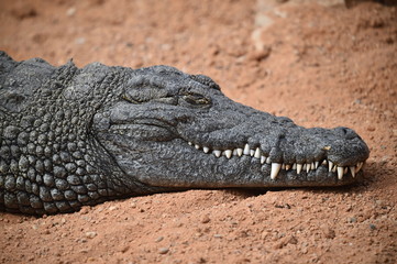 cocodrilo