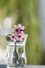 Pink cherry flowers blooming with branch in a small glass on a green background