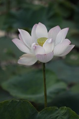Obraz premium Water lily of nature