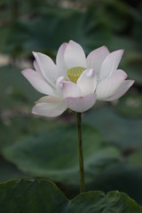 Water lily of nature