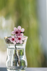 Pink cherry flowers blooming with branch in a small glass on a green background
