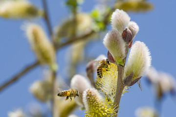 closeup of a bee working on a yellow flower