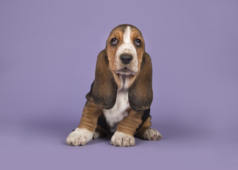 Cute tricolor basset hound puppy sitting on a lavender purple background seen from the front