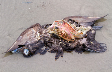 Cadaver of a dead duck on the beach