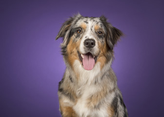 Portrait of a pretty australian shepherd dog on a dark purple background with a light spot behind the dog in a horizontal image