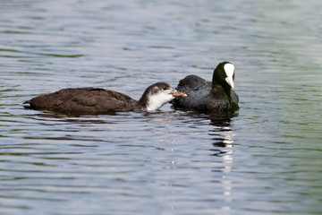 Common Coot (Fulica atra).
