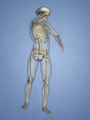 Eleventh Rib, Rib Cage, 3D Model