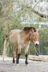 Obraz na płótnie Canvas Przewalski's horses in the zoo
