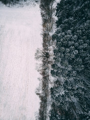 Winter trees - 200136386